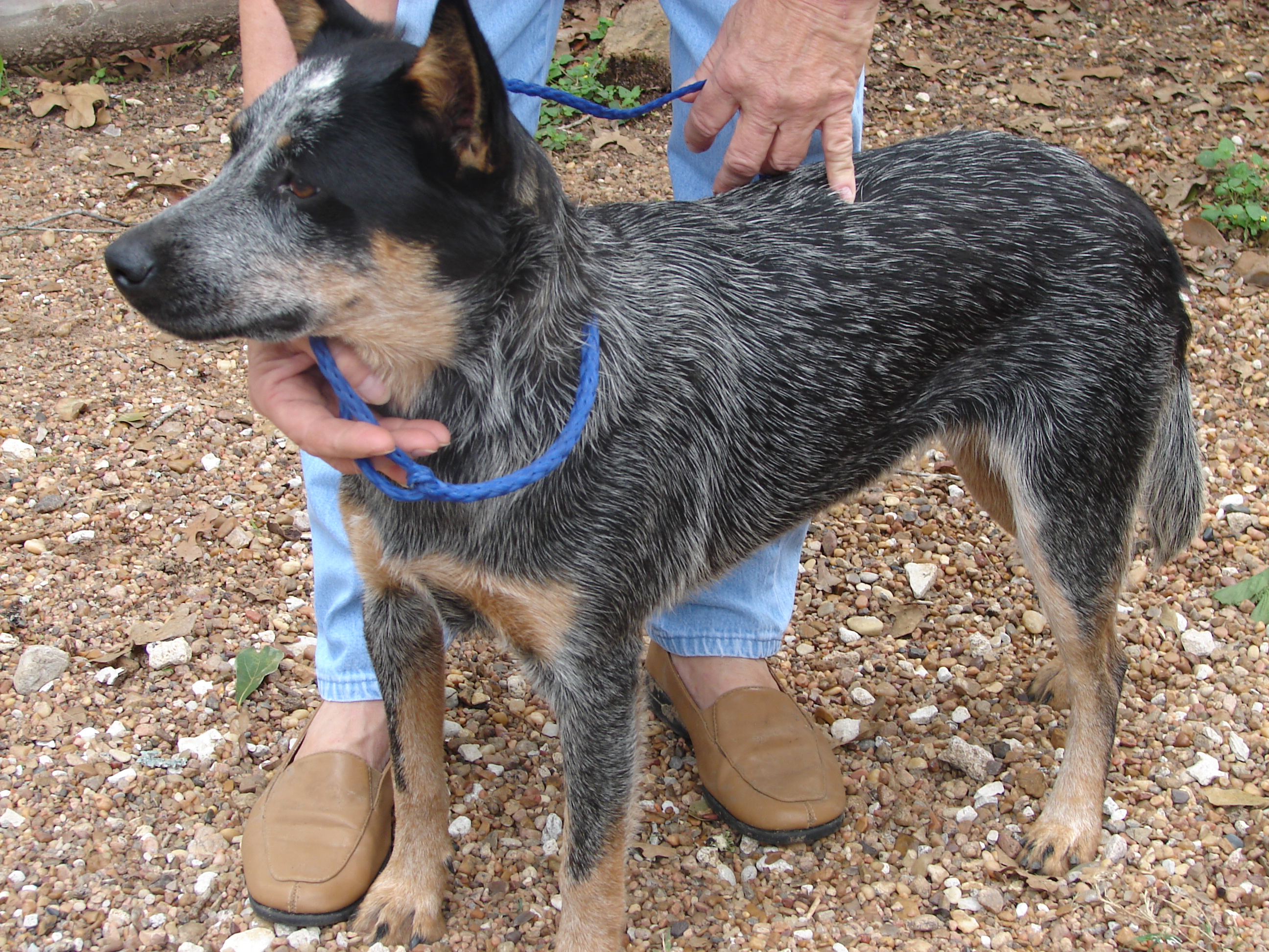 Puppy World: Blue Heeler Puppy Pictures